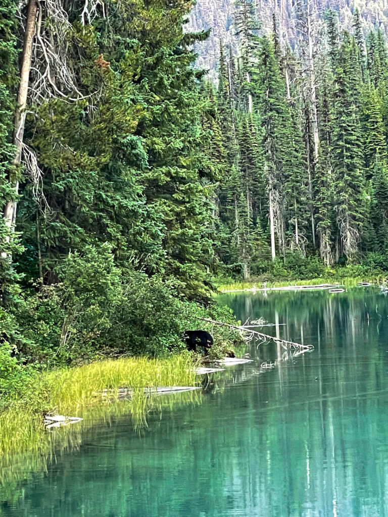 bears at emerald lake